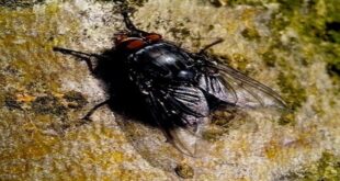 Kara Sineğin Gösterdiği Yol