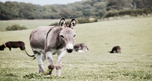 Kafa Kağıdın Yanında mı Emmi!