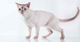 Tonkin Kedisinin Sağlık Sorunları: 7 Yaygın Endişe