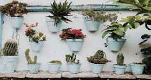 İç Mekanda Yetiştirilen Çiçekler / Bitkiler ve Bakımları -1-