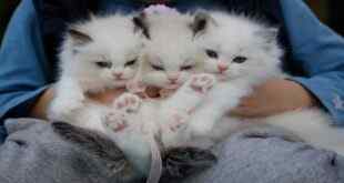 Yeni Kedi Sahiplerine, Kedi Bakım Klavuzu