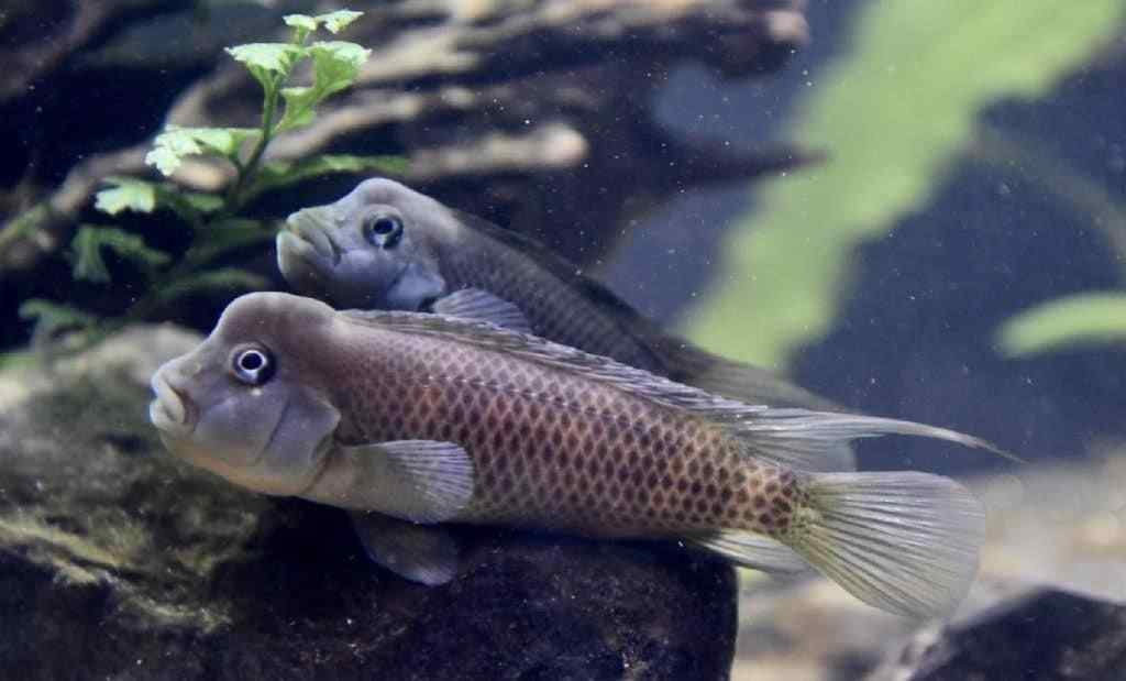 12. Aslanbaşı Çiklit