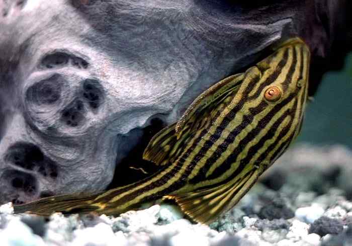 13. Kraliyet Pleco