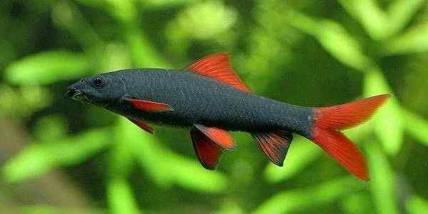 16.  Kızıl Kuyruklu Köpek Balığı