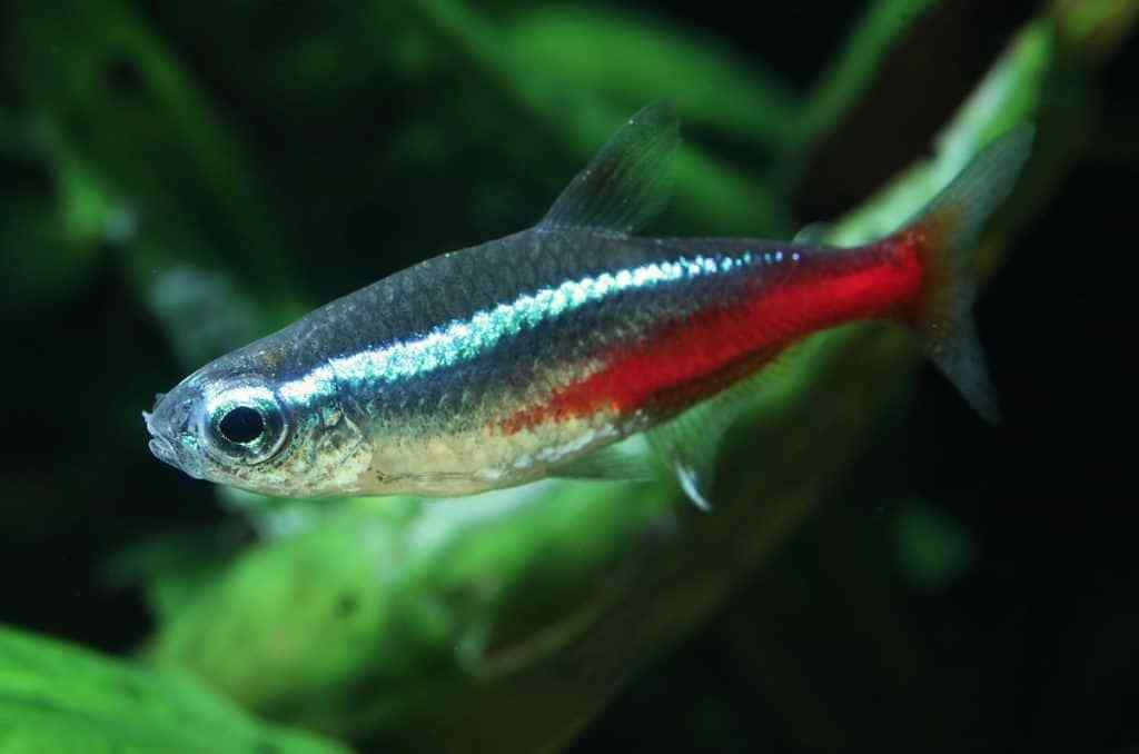 3. Neon Tetra