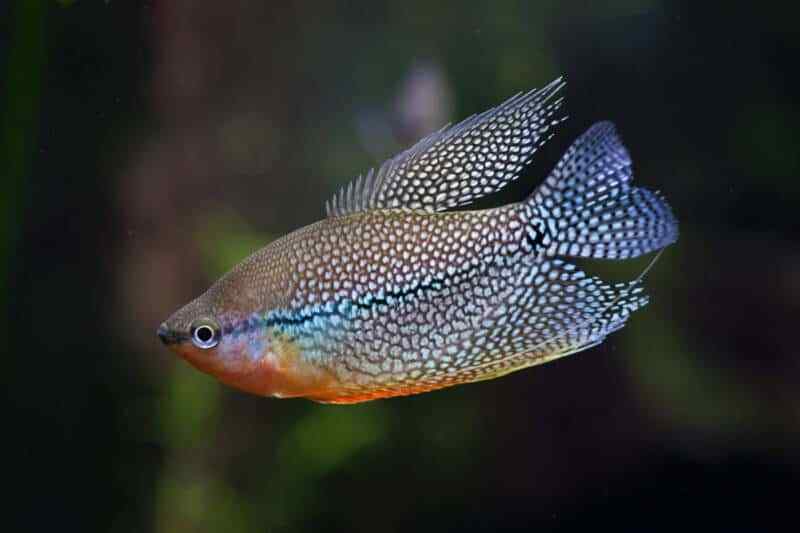 8. İnci Gurami- Pearl Gourami