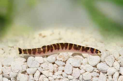 9. Kuhli Loach