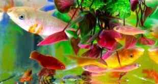 Akvaryum Balık Türleri Ve Gerekli Malzemeleri