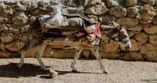 Eşeklerin Kabul Olan Duası!