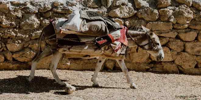 Eşeklerin Kabul Olan Duası!