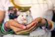 Hamsterleri Evcil Hayvan Olarak Beslemek İçin Bakım Bilgileri