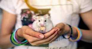 Hamsterleri Evcil Hayvan Olarak Beslemek İçin Bakım Bilgileri