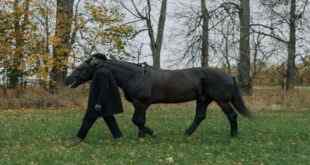 Seyis ve Profesörün Fıkrası...!