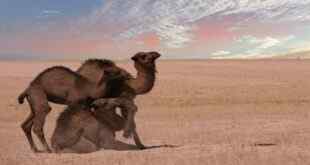 Annenin Yavrusuyla İlginç Konuşması