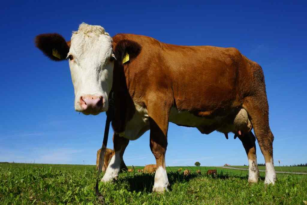 SIMMENTAL