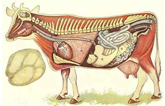 sığırı anatomik yapısı