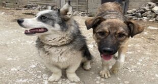 beyaz ve siyah köpek