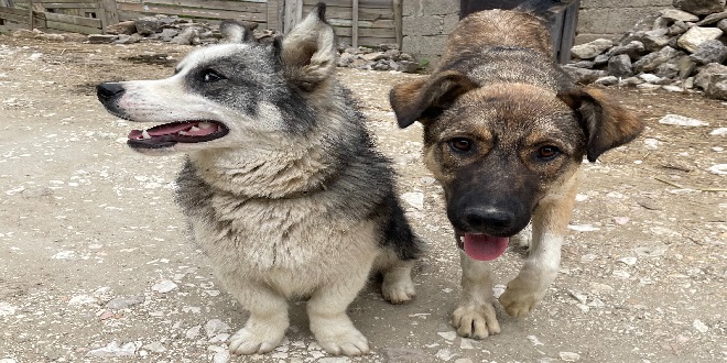 beyaz ve siyah köpek